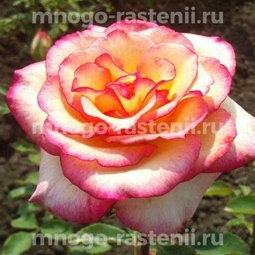 Роза Амазонка (Amazon) – характеристика и описание сорта с фото, отзывы садоводов