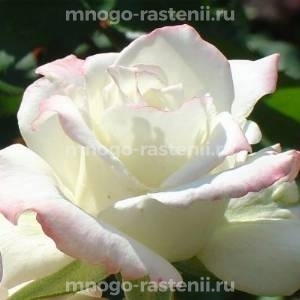 Роза Атена (Rosa Atena)