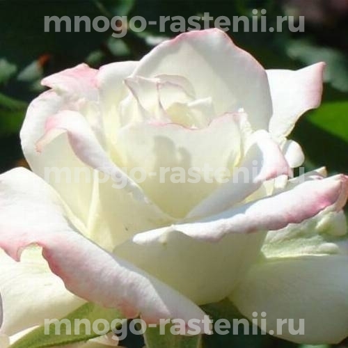 Саженцы Розы Атена (Rosa Atena)