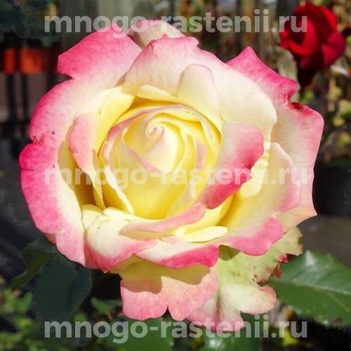 Саженцы Розы Атена (Rosa Atena)