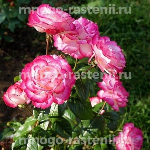 Саженцы Розы Атлас (Rosa Atlas)