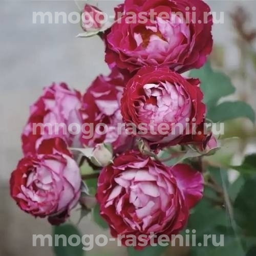 Саженцы Розы Бель де Сегоза