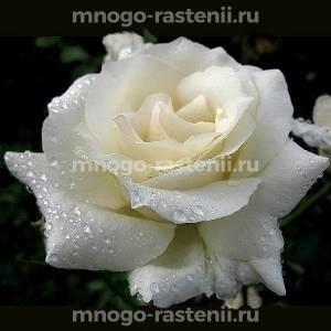 Роза Белый Медведь (Rosa White Bear)