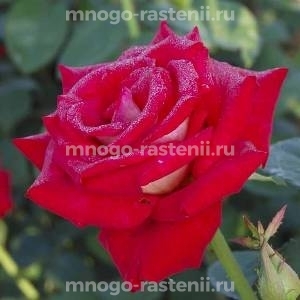 Роза Биколетте (Rosa Bikolette)