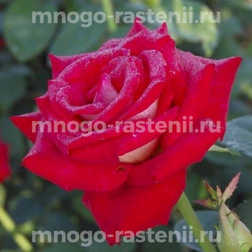 Саженцы Розы Биколетте (Rosa Bikolette)
