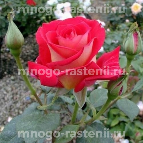 Саженцы Розы Биколетте (Rosa Bikolette)