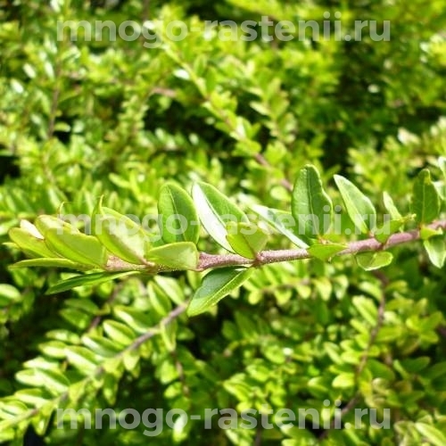 Жимолость блестящая Мейгрюн (Lonicera nitida Maigrun)