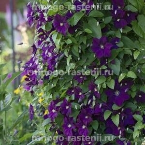 Клематис витицелла Этойл Вайлет (Clematis viticella Etoile Violette)