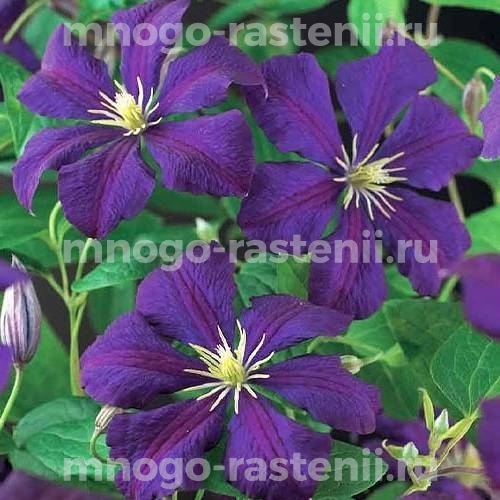 Клематис витицелла Этойл Вайлет (Clematis viticella Etoile Violette)