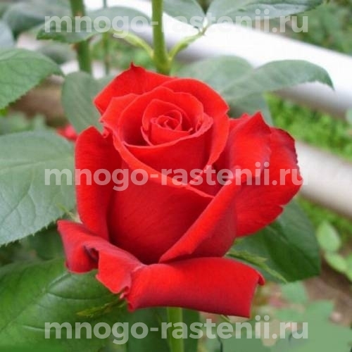 Саженцы Розы Каролла (Rosa Karolla)
