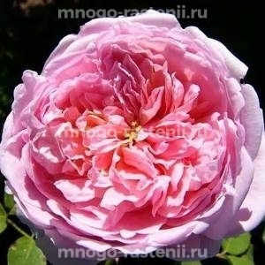Роза Дам де Шенонсо (Rosa  Dames de Chenonceau)