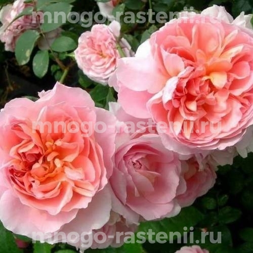 Саженцы Розы Дам де Шенонсо (Rosa  Dames de Chenonceau)