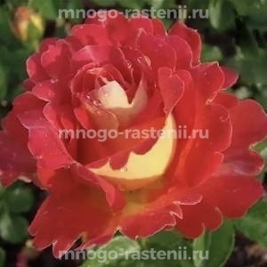 Роза Декор Арлекин