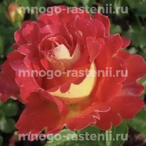 Саженцы Розы Декор Арлекин