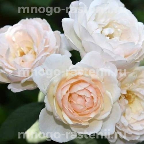 Саженцы розы Дездемона (Rosa Desdemona)