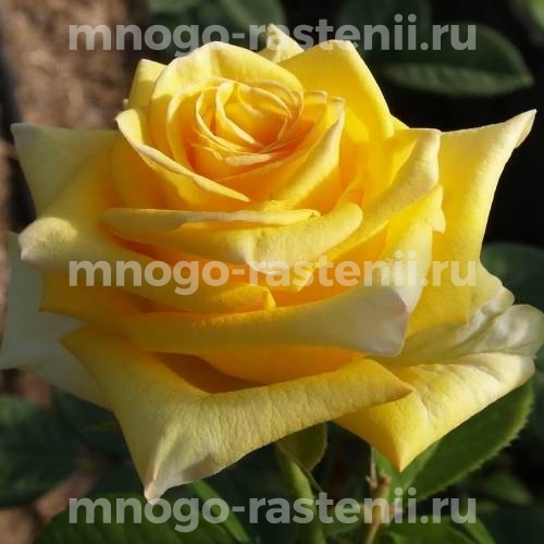Саженцы Розы Дежавю (Rosa Deja vu)