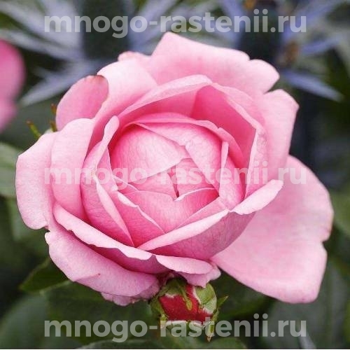 Саженцы Розы Дезире (Rosa Desiree)