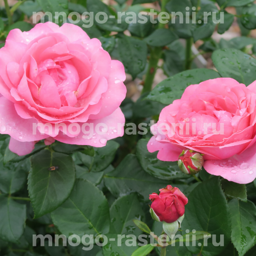 Саженцы Розы Дезире (Rosa Desiree)