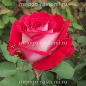 Роза Динамит (Rosa Dinamit)