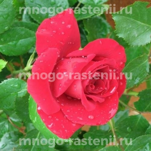 Саженцы Розы Динамит (Rosa Dinamit)