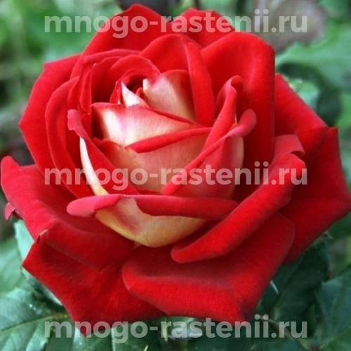 Саженцы Розы Динамит (Rosa Dinamit)