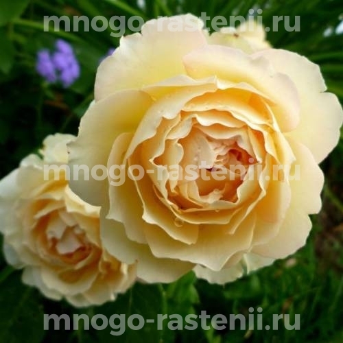 Саженцы Розы Джалита (Rosa Jalitah)