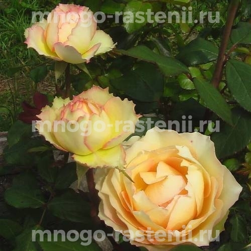 Саженцы Розы Джалита (Rosa Jalitah)