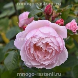 Роза Дженероуз Гарден (Rosa Generous Gardener)