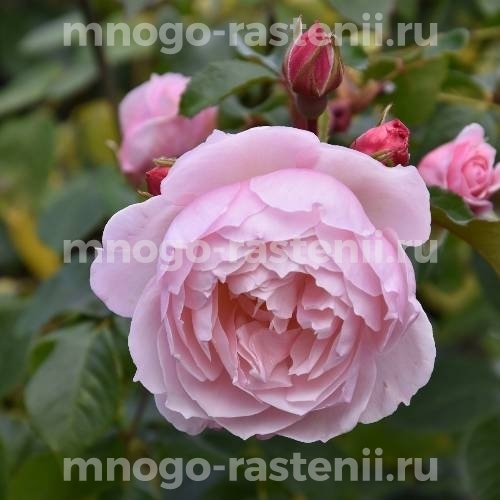 Саженцы Розы Дженероуз Гарден (Rosa Generous Gardener)