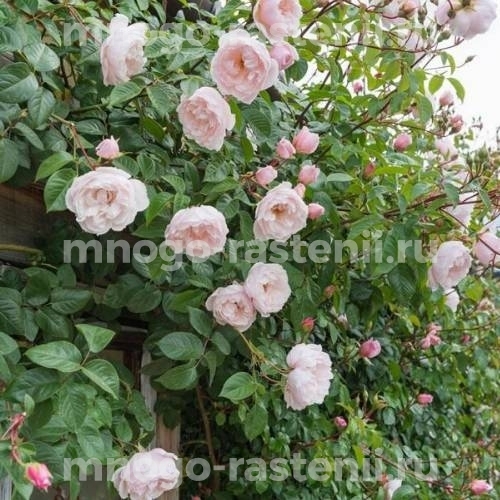 Саженцы Розы Дженероуз Гарден (Rosa Generous Gardener)