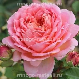 Роза Джулиби Селебрейшн (Rosa Jubilee Celebration)