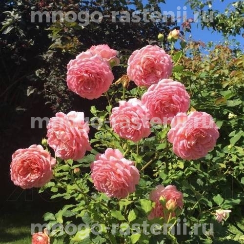 Саженцы Розы Джулиби Селебрейшн (Rosa Jubilee Celebration)