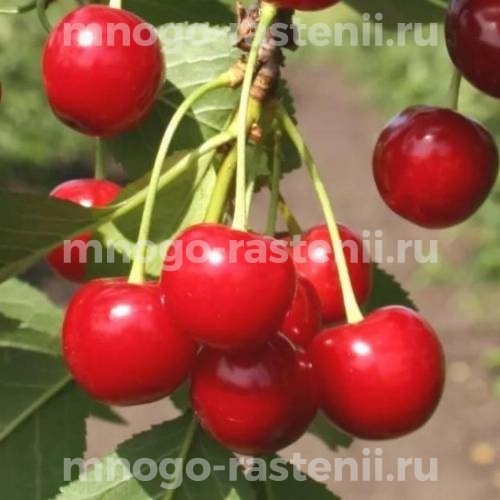 Саженцы вишни Стандарт Урала