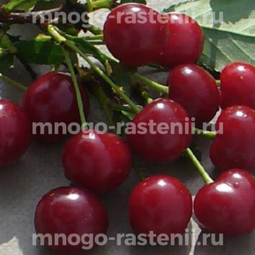 Саженцы вишни Ашинской