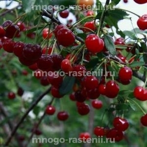 Вишня Ашинская