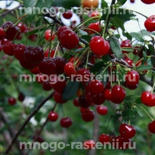 Саженцы вишни Ашинской