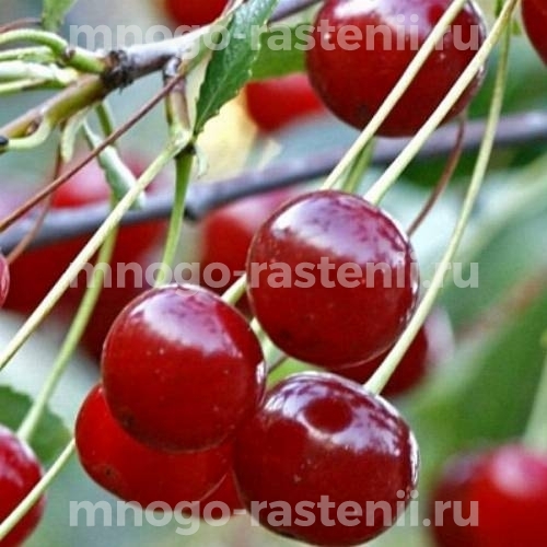 Саженцы вишни Ашинской