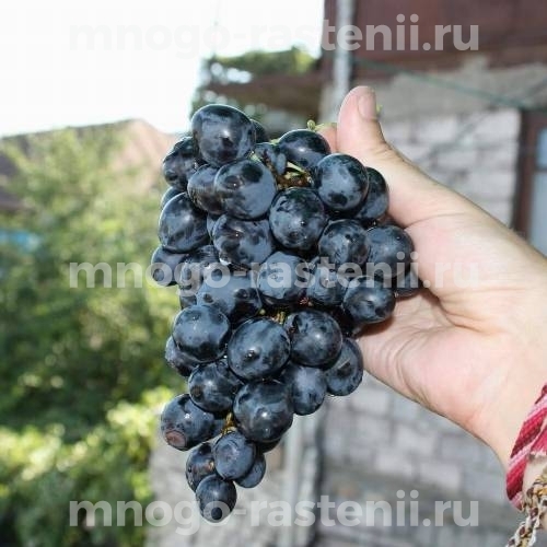 Саженцы винограда Аладастури