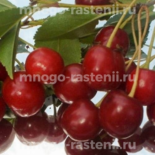 Саженцы вишни Щедрая