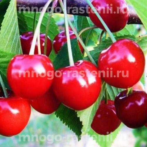 Саженцы вишни Стандарт Урала