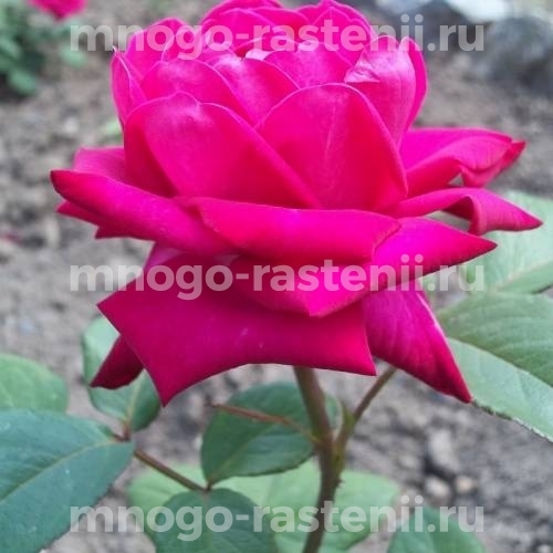 Саженцы Розы Экскалибур (Rosa Ekskalibur)