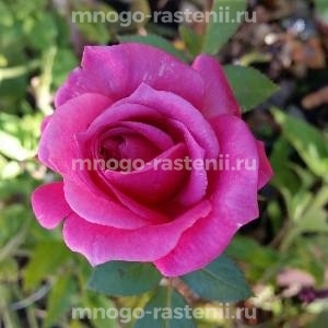 Роза Европа (Rosa Evropa)