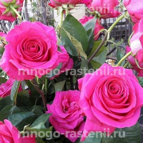 Саженцы Розы Европа (Rosa Evropa)