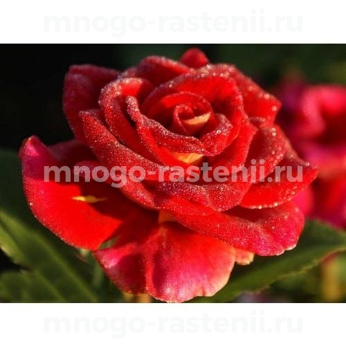Саженцы Розы Фидибус (Rosa Fidibus)