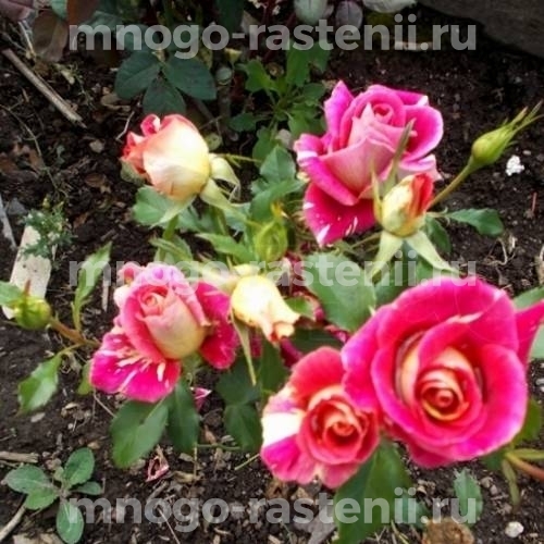 Саженцы Розы Фидибус (Rosa Fidibus)
