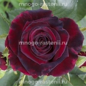 Роза Фиджи Негро (Rosa Fiji Negro)