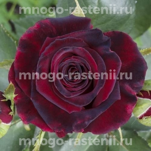 Саженцы Розы Фиджи Негро (Rosa Fiji Negro)