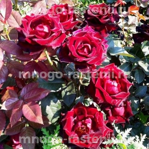 Саженцы Розы Фиджи Негро (Rosa Fiji Negro)