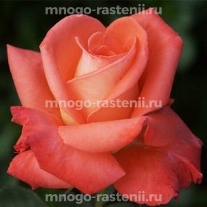 Роза Фольклор (Rosa Folklore)