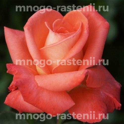 Саженцы Розы Фольклор (Rosa Folklore)